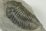 Morocops Trilobite Fossil - Ofaten, Morocco #202986-3